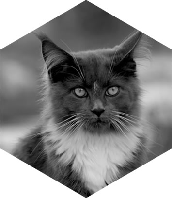 hexagon-cat.jpg